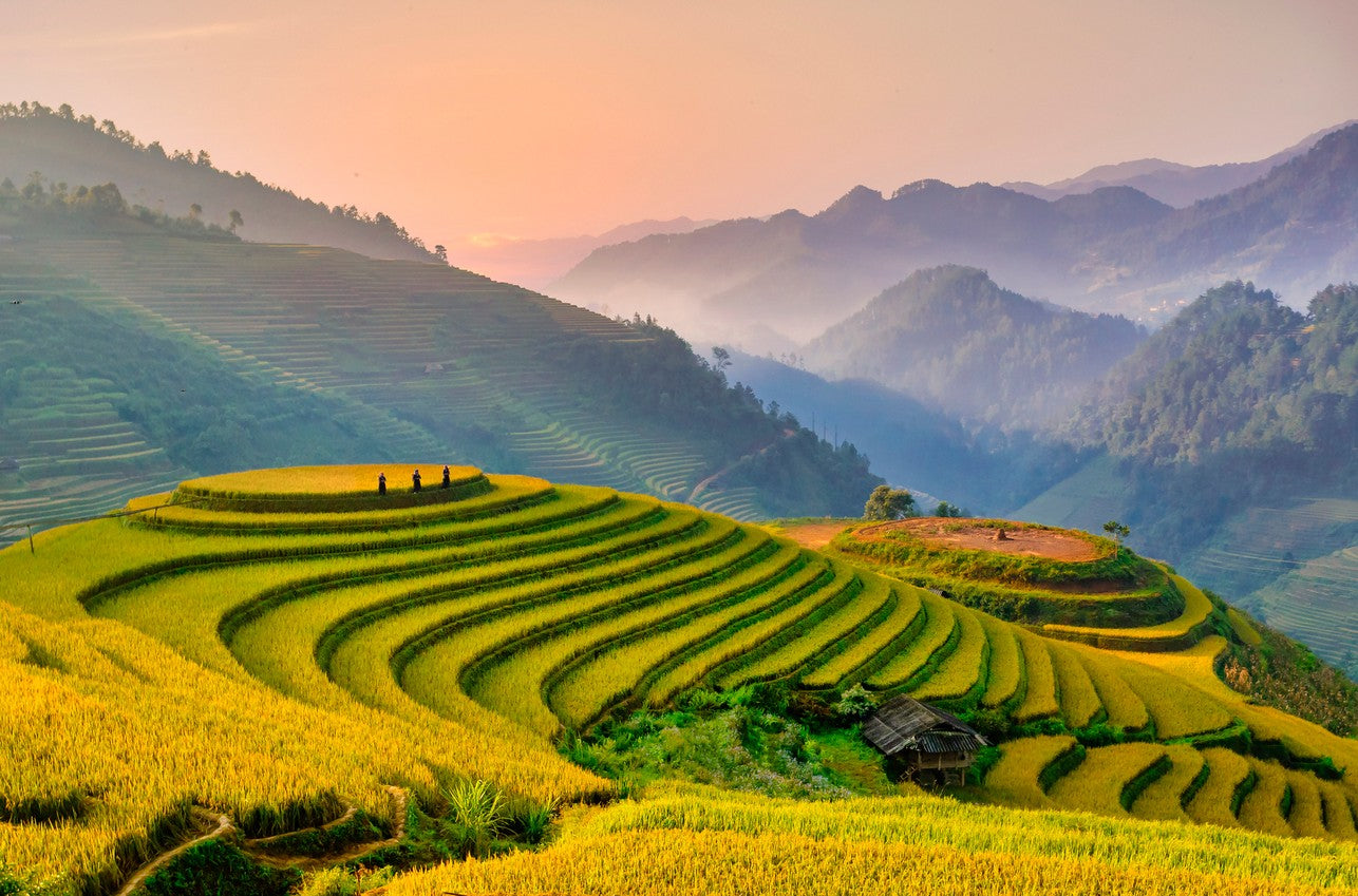From Montreal to Vietnam: Rediscovering Roots and Sharing Riches