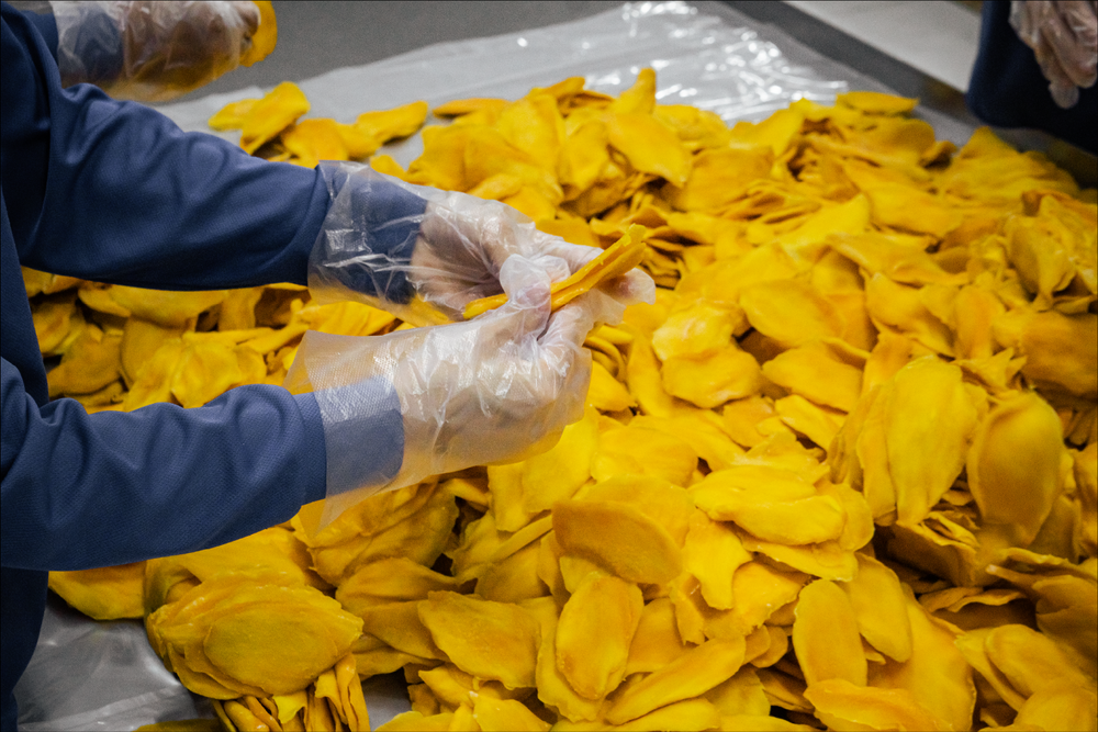 Gloved hands sorting dried mango slices at the factory