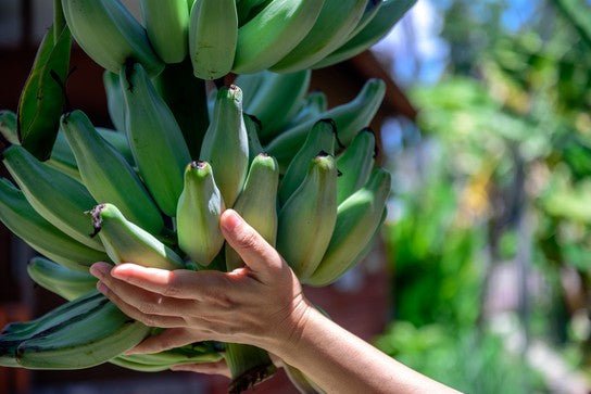 Hand holding a bunch of green bananas on the plant