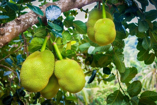 Jackfruit growing on the tree in Vietnam