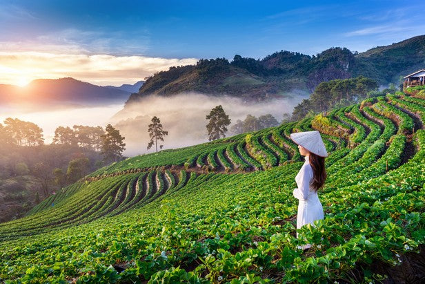 Woman in a conical hat walking through hillside fields at sunrise in Vietnam